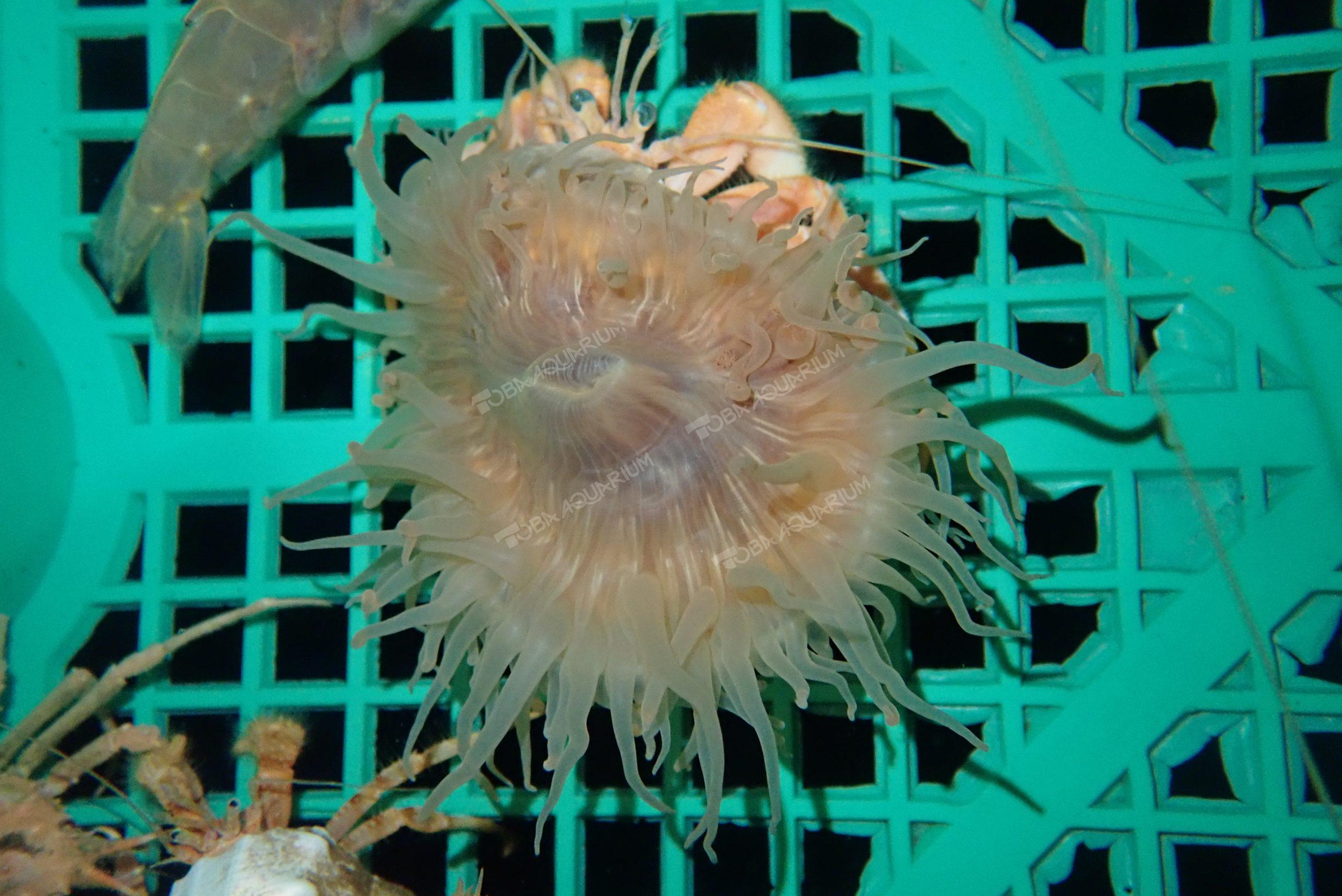 ヒメキンカライソギンチャク - 生きもの図鑑 鳥羽水族館
